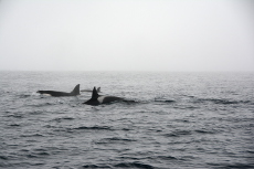 wall_5/images/im-004.JPG